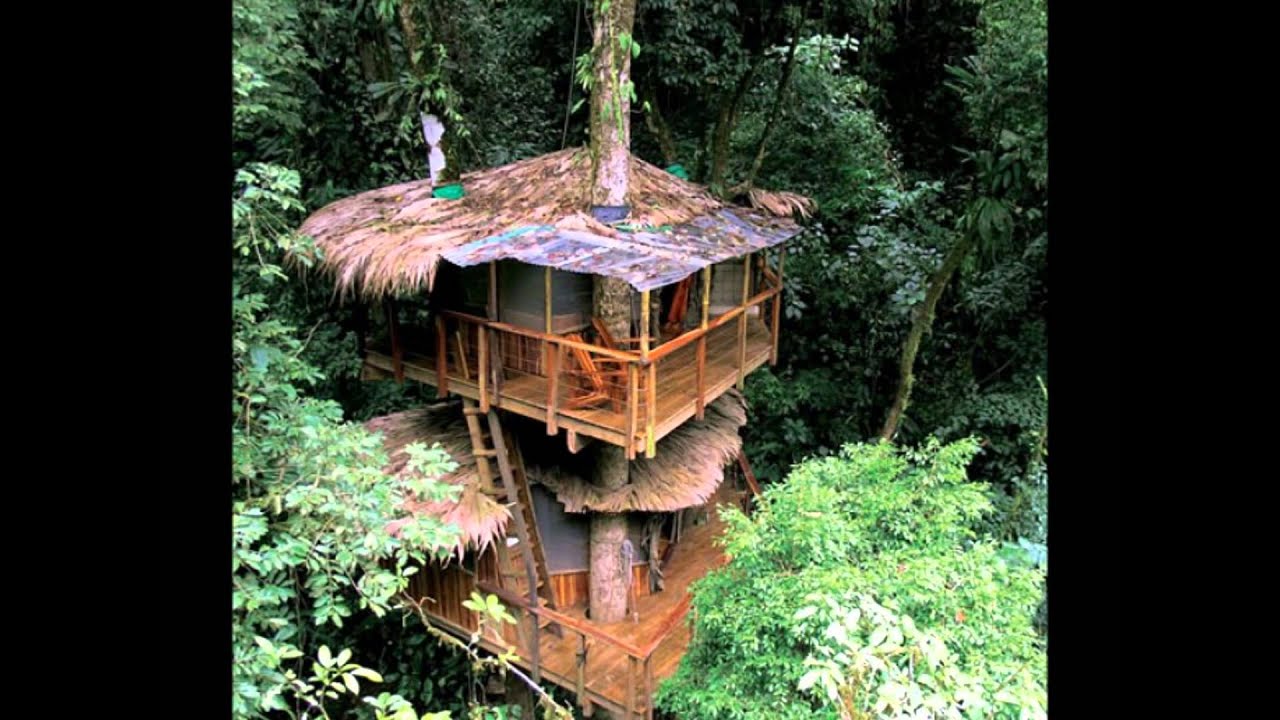 Жилой дом на дереве. Домик на дереве. Дом в джунглях. Маленький домик на дереве. Хижина на дереве.