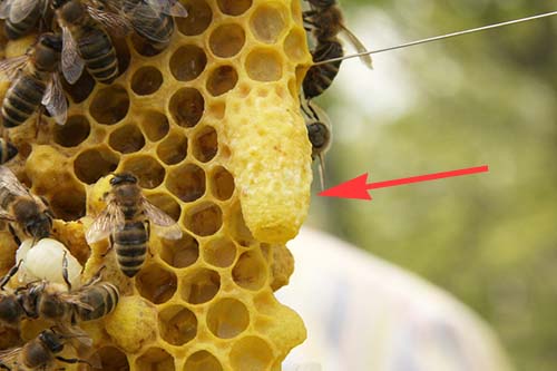 Queen cells indicates that you hive should be split