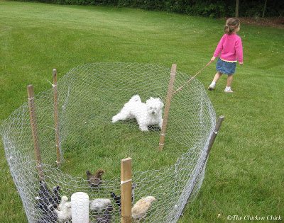Chicken wire is very flexible and good for making temporary structures designed to keep chickens confined, but it will not stop predators from gaining access to chickens.